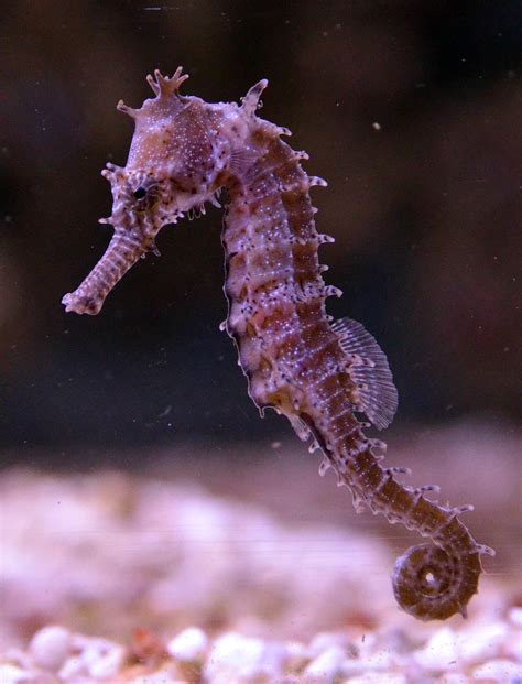 seahorse science